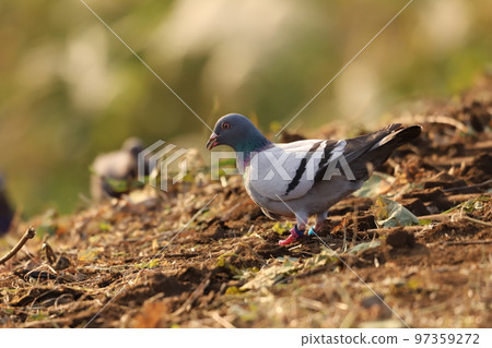 鴿子吃食物 97359272