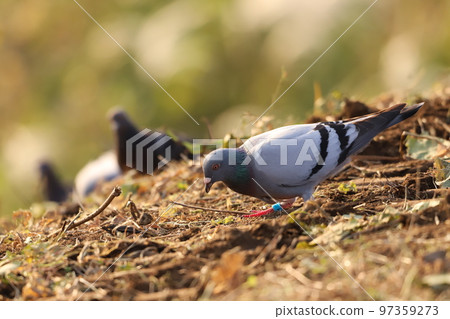 鴿子吃食物 97359273