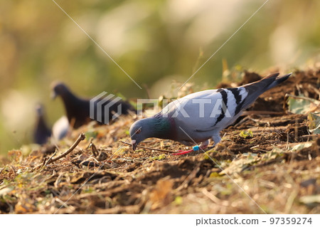 鴿子吃食物 97359274