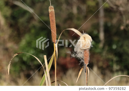 Natural plants, cattails and cattails. In late autumn, the solid brown tube becomes whitish. 97359282