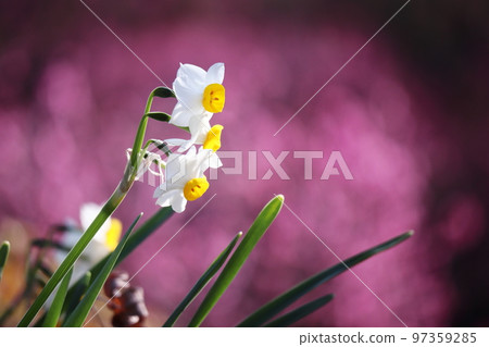 以春天桃紅色為背景的美麗的水仙 97359285