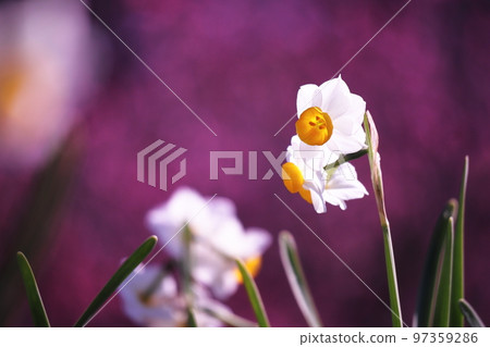 以春天桃紅色為背景的美麗的水仙 以春天桃紅色為背景的美麗的水仙 97359286
