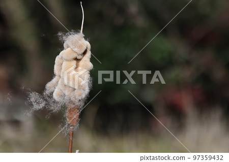 It's a natural plant cattail, the ear of the cattail in December. The seeds are blown away by the wind from the detached ears. It's a natural plant cattail, the ear of the cattail in December. The seeds are blown away by the wind from the detached ears. 97359432