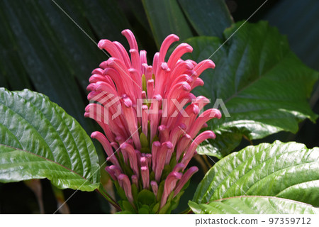 Coral Bana with beautiful inflorescences of pink flowers blooming in clusters like a blazing flame Coral Bana with beautiful inflorescences of pink flowers blooming in clusters like a blazing flame 97359712