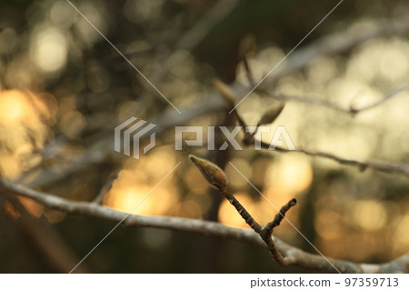 Somewhat amusing cat willow Somewhat amusing cat willow 97359713