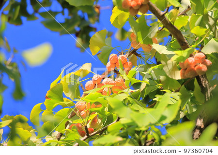 A lot of ginkgo nuts (gingko nuts) 97360704