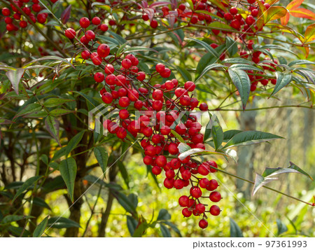 帶有鮮紅色漿果的南天 97361993