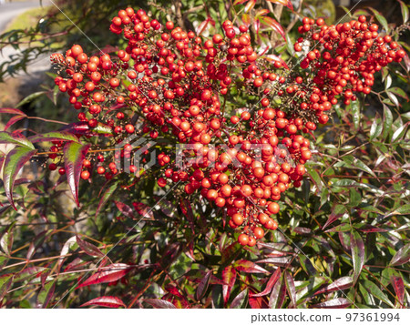 Nanten with bright red berries Nanten with bright red berries 97361994