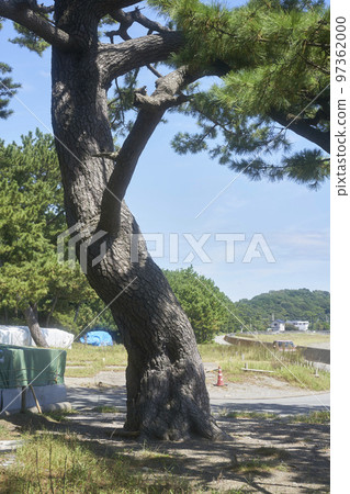 coastal windbreak pine 97362000