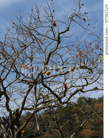 結果柿子樹和晴朗的秋天天空 97362124