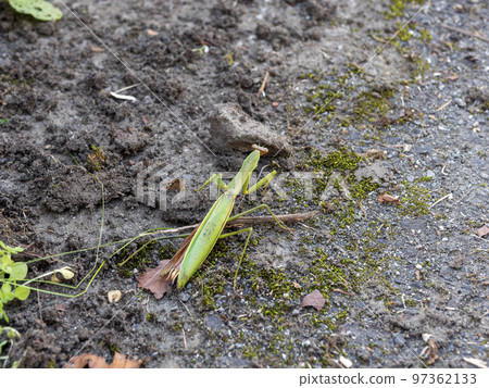 praying mantis walking on the ground praying mantis walking on the ground 97362133