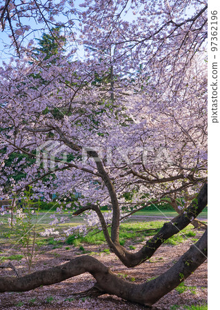 春天藍天映襯下的衣田公園櫻花（東京都世田谷區） 97362196