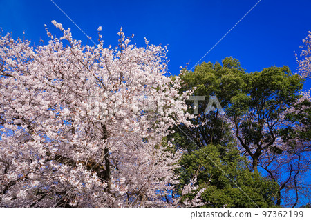 春天藍天映襯下的衣田公園櫻花（東京都世田谷區） 97362199