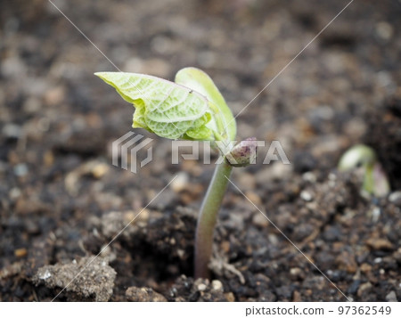 芸豆的發芽 芸豆的發芽 97362549