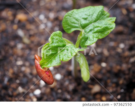 芸豆的發芽 芸豆的發芽 97362550