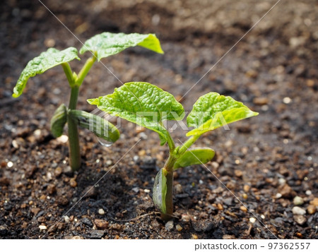 Germination of kidney beans 97362557