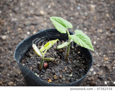 Germination of kidney beans Germination of kidney beans 97362558