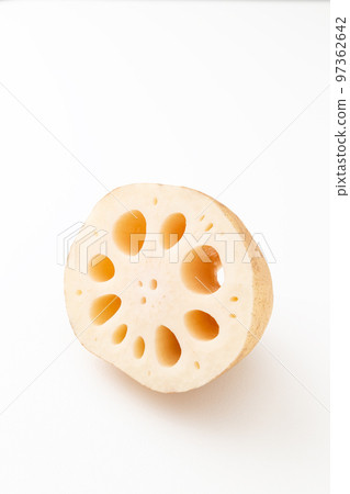 蓮藕白背 97362642