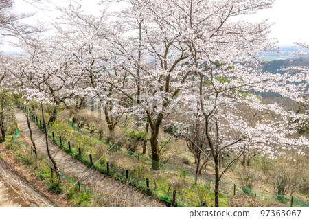 栃木縣栃木市太平山櫻花盛開 97363067