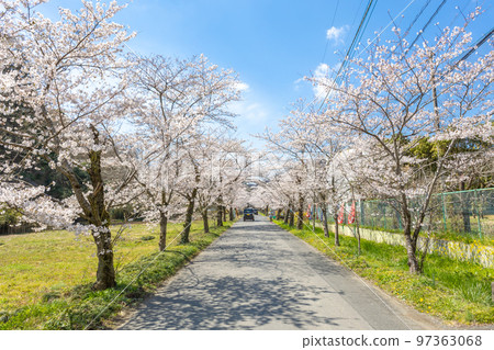 栃木縣栃木市太平山櫻花盛開 97363068