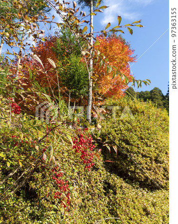 晴朗的秋天天氣和生動的南方水果 97363155