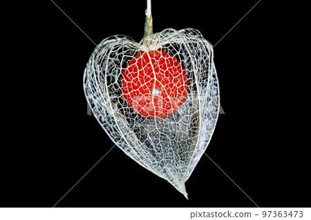 Net light 97363473