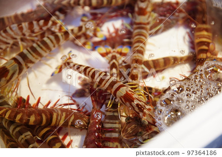 prawn prawn 97364186
