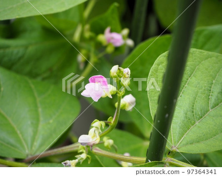 Bean bean flower 97364341
