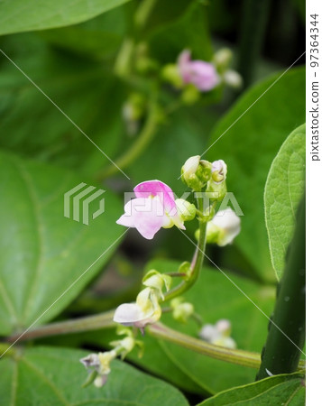 Bean bean flower 97364344
