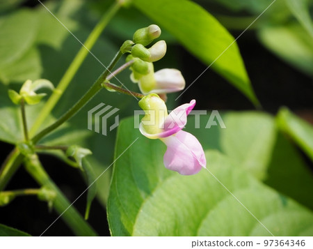 Bean bean flower 97364346