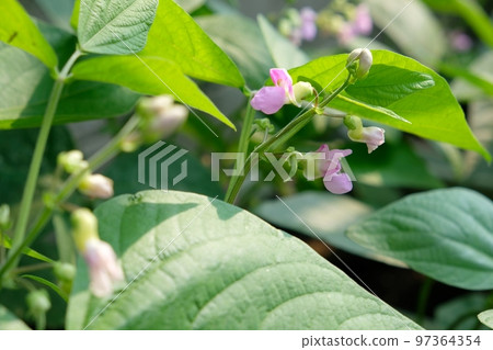 Bean bean flower 97364354