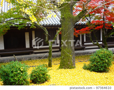 Autumn leaves of Horyuji Temple (Horyuji Sannai, Ikaruga-cho, Ikoma-gun, Nara Prefecture) November 2022 Autumn leaves of Horyuji Temple (Horyuji Sannai, Ikaruga-cho, Ikoma-gun, Nara Prefecture) November 2022 97364610