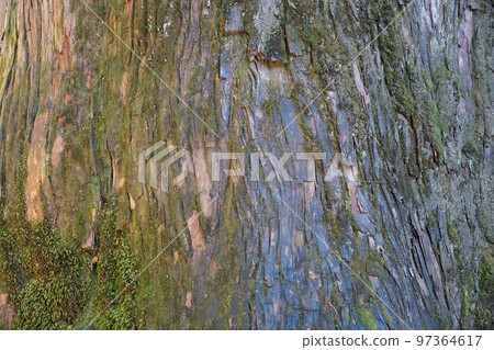 Giant tree trunk 97364617