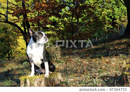 2022Mighty, a Boston terrier who rides on a stump and looks cutely at the forest in the happiest place in Japan, Hatoyama-cho Aigo no Sato no Mori 97364735