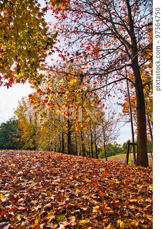 Autumn Leaves - Prefectural Library 97364750