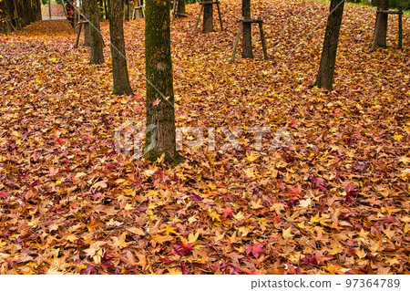 Autumn Leaves - Prefectural Library Autumn Leaves - Prefectural Library 97364789