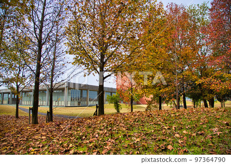 Autumn Leaves - Prefectural Library 97364790