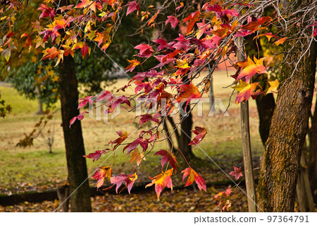 Autumn Leaves - Prefectural Library Autumn Leaves - Prefectural Library 97364791