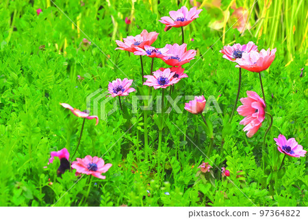 Pink anemone in the sun Pink anemone in the sun 97364822