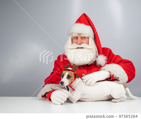 Portrait of santa claus and dog jack russell terrier in rudolf reindeer ears on a white background.  97365264