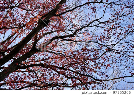 楓葉離開了紅葉 97365266