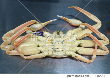 Close-up of freshly boiled Echizen crab 97365310