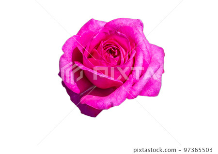 鏤空材料生動美麗的玫瑰花 97365503