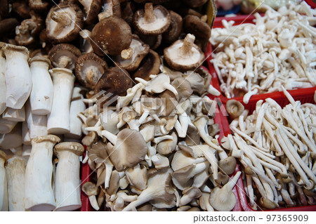 Mushroom Mushroom 97365909