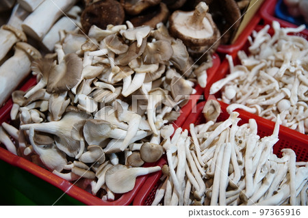 Mushroom Mushroom 97365916