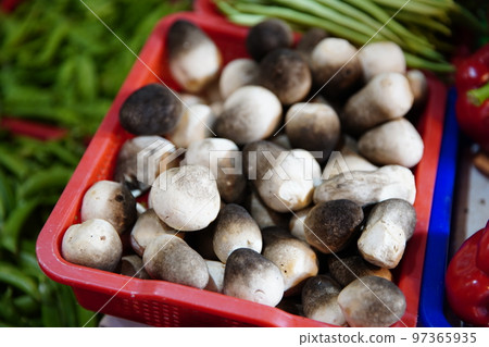 Mushroom 97365935