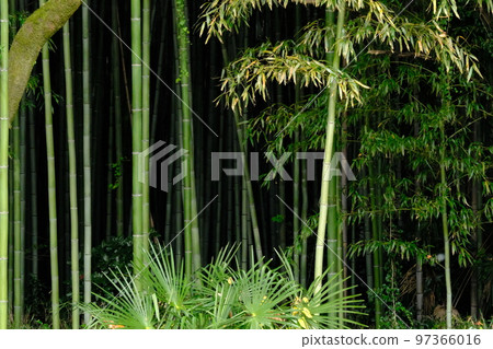  Bamboo grove 97366016