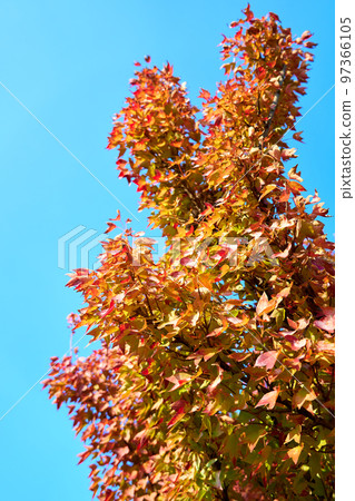 樹與秋天的葉子 97366105