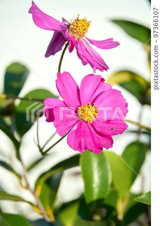 波斯菊花 97366107