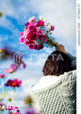 A woman holding a bouquet of cosmos A woman holding a bouquet of cosmos 97366137